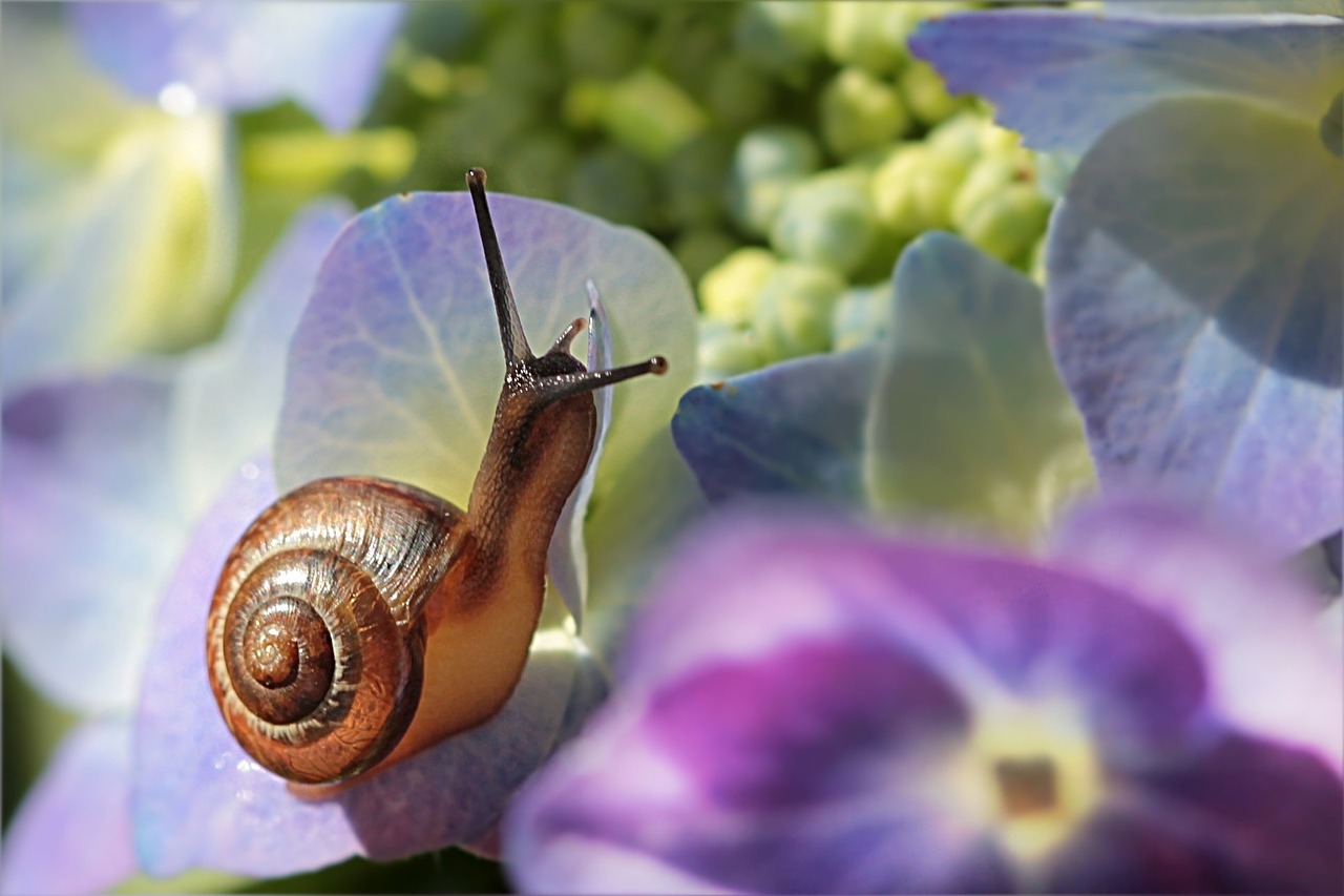 animal, mollusc, snail-861829.jpg